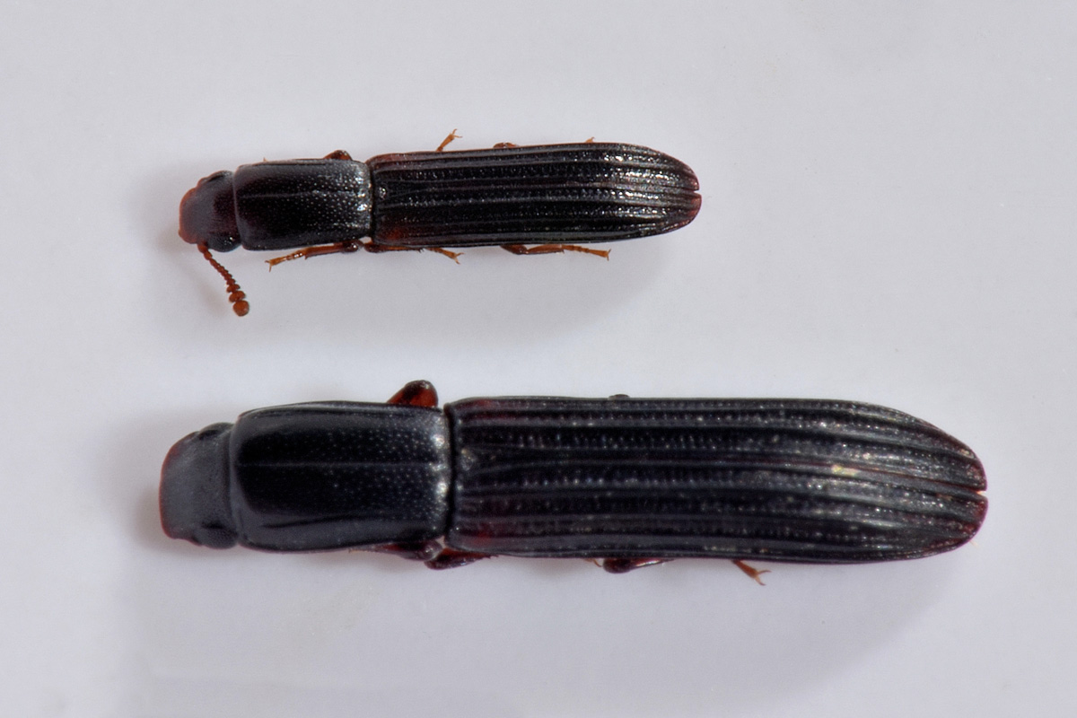 Zopheridae: Colydium elongatum, femmina e maschio